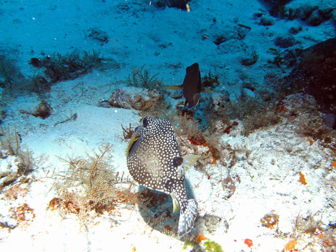 Smooth Trunkfish