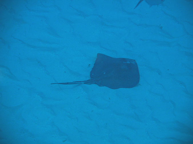 Stingray (2)