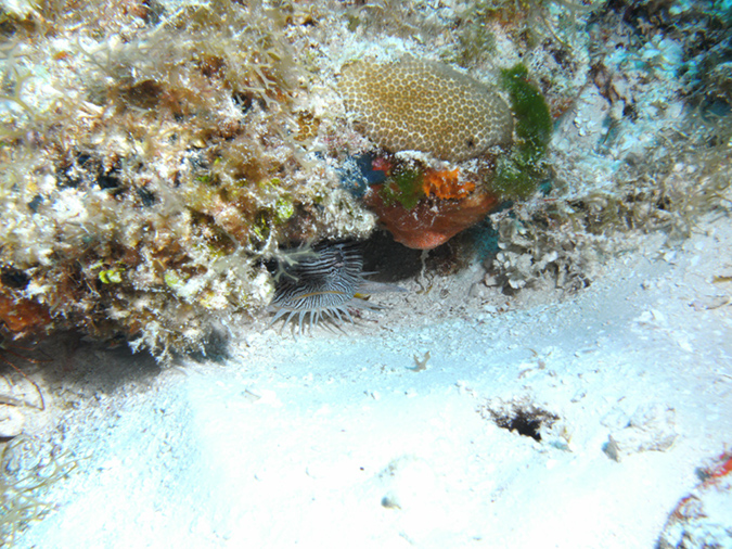 Splended Toadfish 1