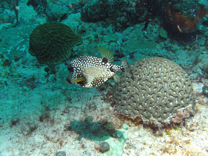 Trunkfish Smooth (2)