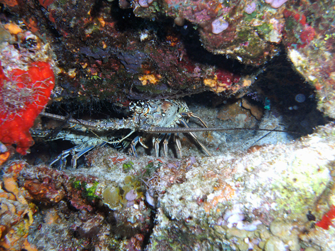 Spinny Lobster