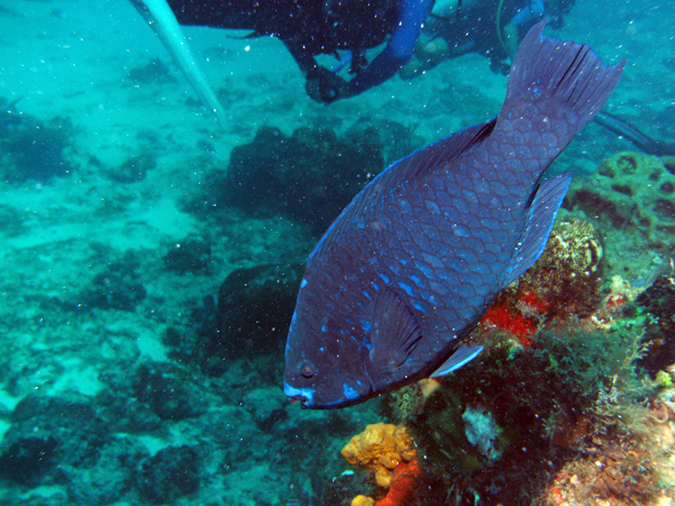 Parrot  Fish Midnight 