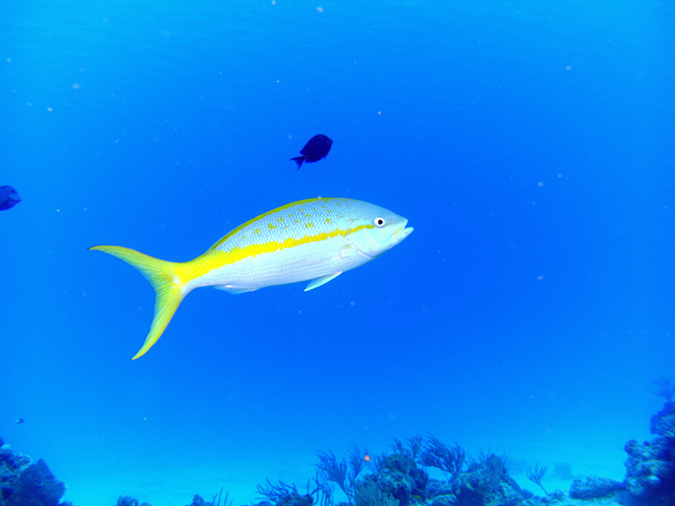 Snapper Yellowtail (1)