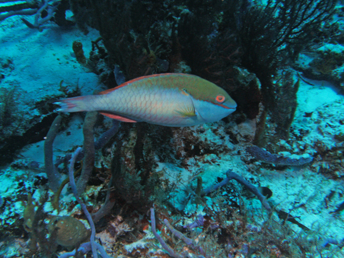 Parrot Fish Blue