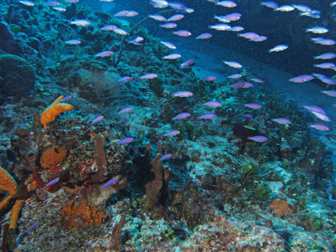 Diving Paso del Cadral Reef