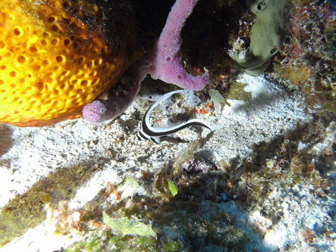 Spotted Drum Fish