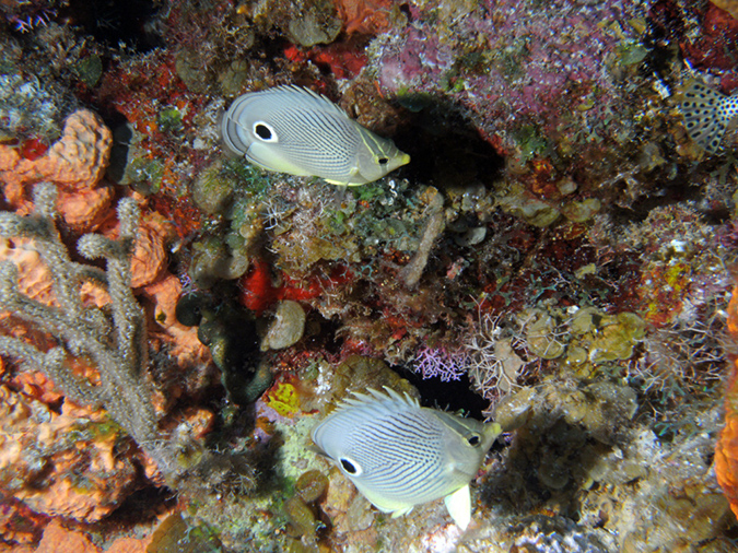 Butterfly Fish Foureye 