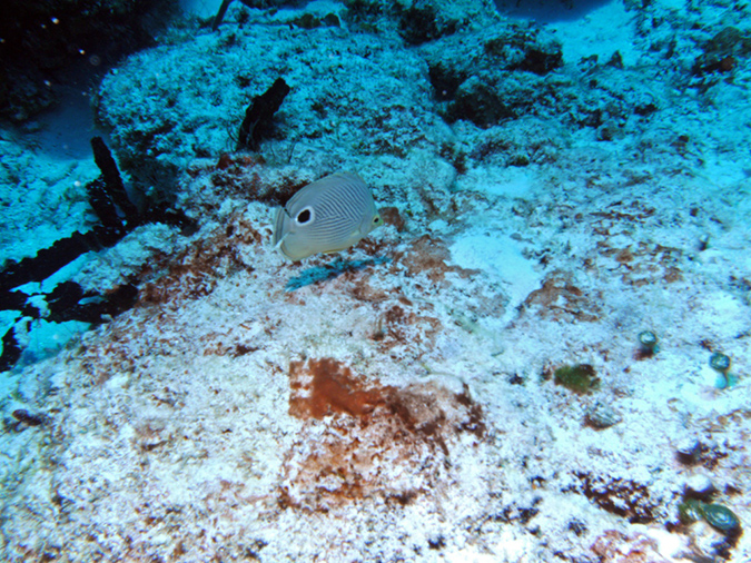 Butterfly Fish Foureye  (2)