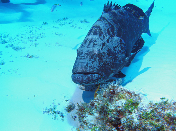 Grouper 2