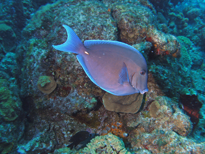 Blue Tang