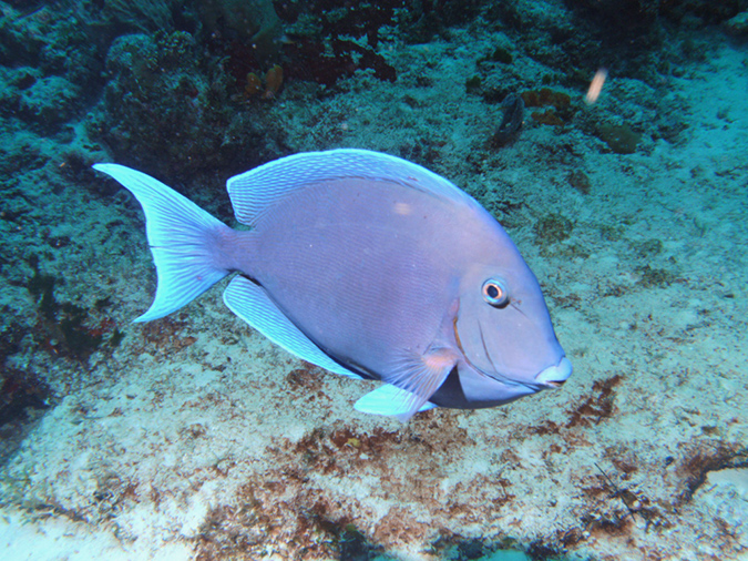 Blue Tang (2)