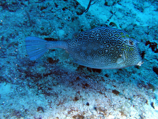 Honeycomb Cowfish