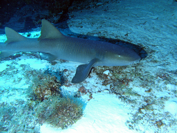 Nurse Shark