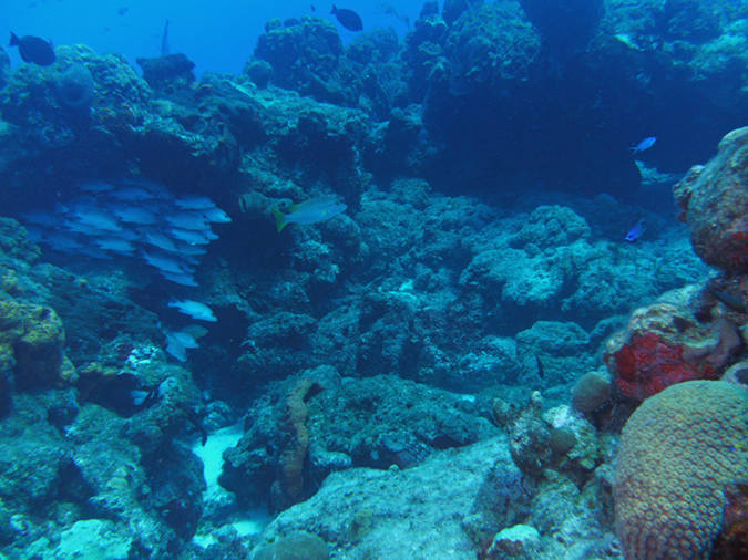 Diving Paradise Reef (1)