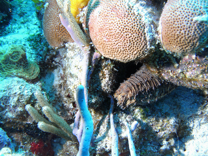 Sea Cucumber