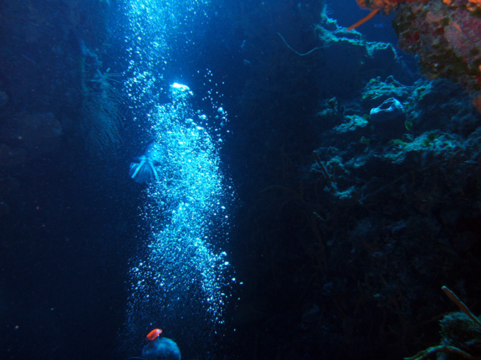 Diving Palancar Gardens (8)