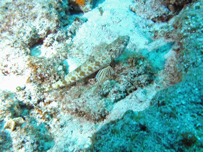 Sand Diver