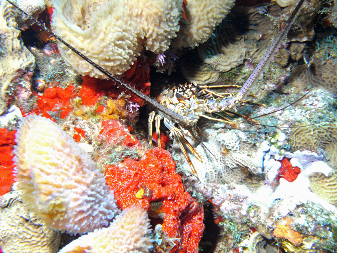 Spiny Lobster