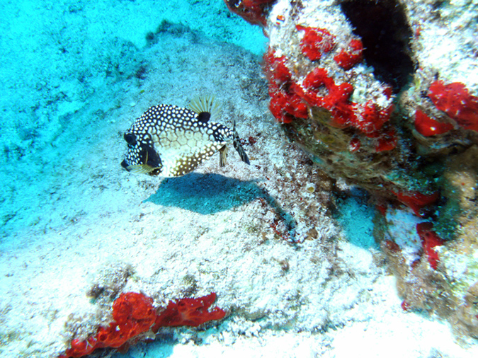 Trunkfish Smooth