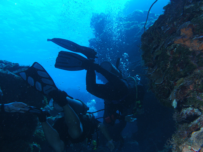 Diving Palancar Gardens (7)