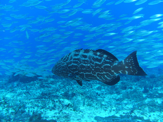 Grouper (3)