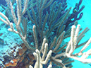 Coral Staghorn