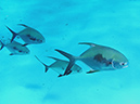 Palometa