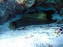 Eels Moray (1)