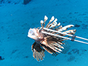 Lion Fish