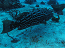 Grouper (4)