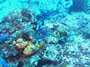 Blue Chromis