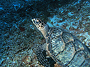 Turtle 4