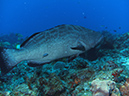 Grouper