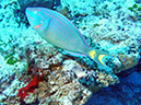 Parrott fish Blue