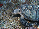 Turtle 5