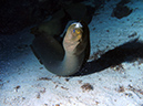 Eels Moray (2)