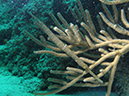 trumpetfish 2