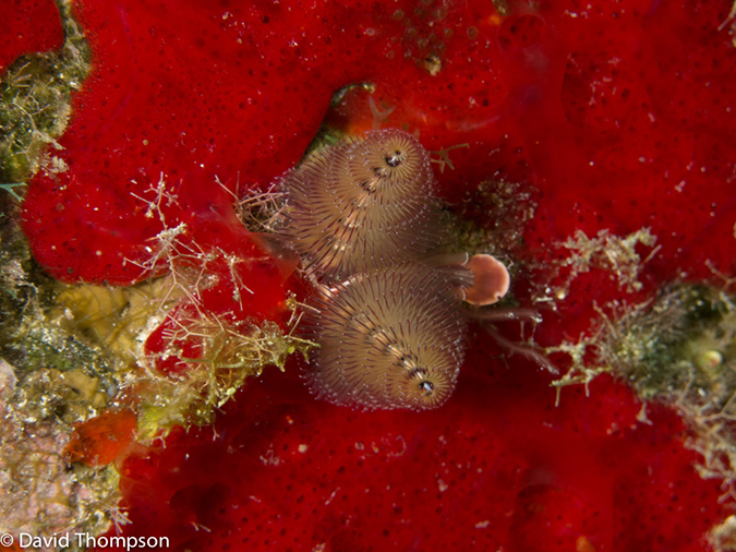 %_tempFileName2012-12-03_3_Paradise_Reef-85%