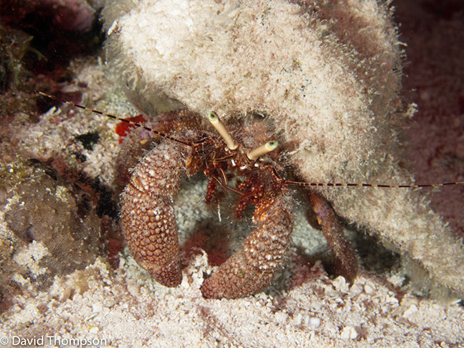 %_tempFileName2012-12-04_3_Paradise_Reef-53%