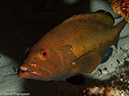 %_tempFileName2012-12-01_2_San_Francisco_Reef-38%