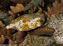 %_tempFileName2012-12-01_2_San_Francisco_Reef-45%