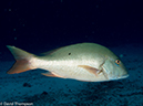 %_tempFileName2012-12-02_2_Yucab_Reef-22%