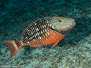 %_tempFileName2012-12-02_2_Yucab_Reef-23%