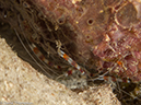 %_tempFileName2012-12-02_2_Yucab_Reef-27%