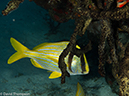 %_tempFileName2012-12-02_2_Yucab_Reef-6%