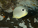 %_tempFileName2012-12-02_2_Yucab_Reef-8%