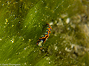 %_tempFileName2012-12-02_3_Paradise_Reef-12%