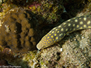 %_tempFileName2012-12-02_3_Paradise_Reef-27%