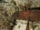 %_tempFileName2012-12-02_3_Paradise_Reef-29%