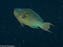%_tempFileName2012-12-02_3_Paradise_Reef-62%